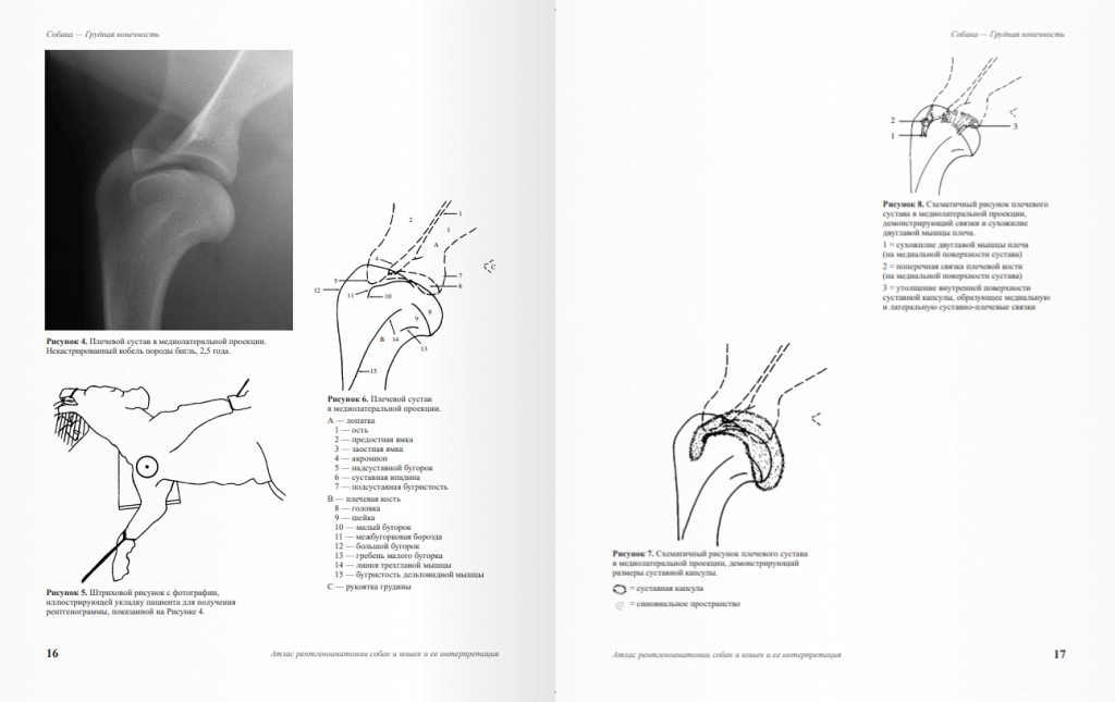 Страницы Страницы